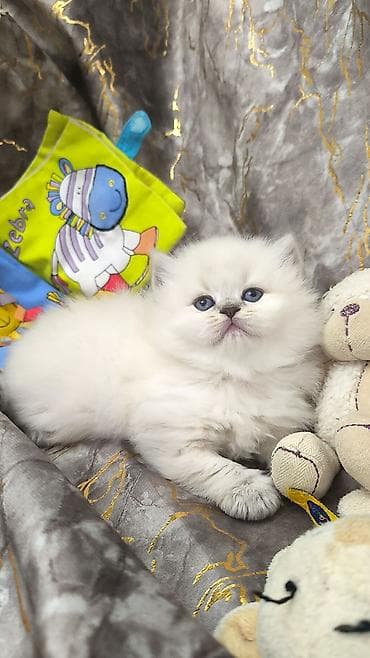 pulsuz pisiy: Tam sağlam uzuntüklü balalar saf Qandi. Ana ve ata şəkillərini ciddi — 2