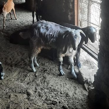 cins keciler: Hələb keçiləri satılır real alıcılar narahat etsin — 6