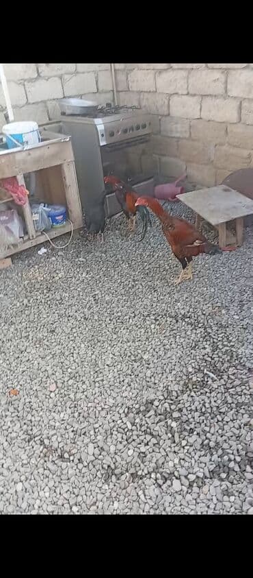 toyuq cuce: Heyratı xoruz və toyuq xoruz 45 manat toyuq 25 manat barter mümkündür — 1