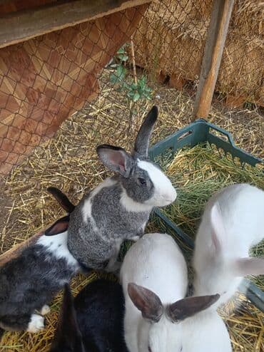 Doşan satlır 5 yerli saort 1qalifoniya