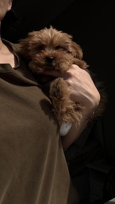 pomeran itleri: 3 ay, Dişi, Ünvandan götürmə — 3