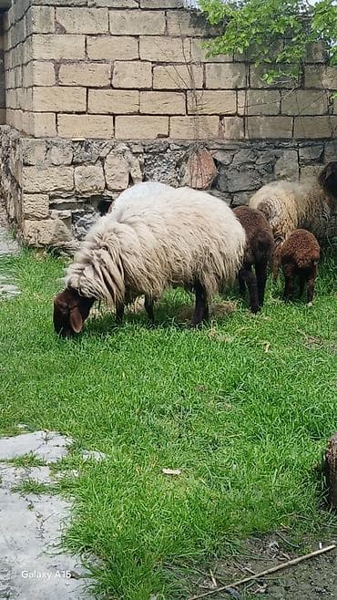 itler tap az: Məhsul: Qoç.Qala sortu 3yaw.real alıya endirim var.elaqe nomre ve — 4