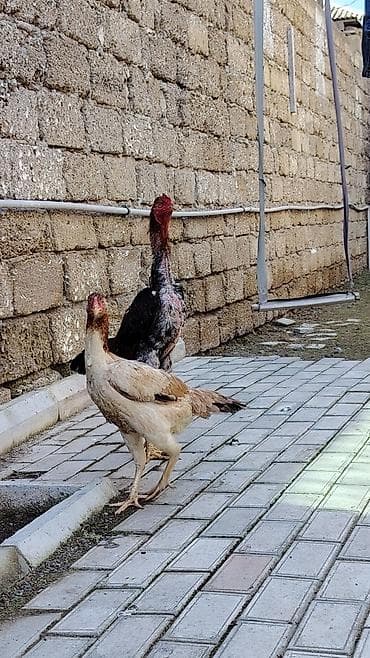 Keçilər, çəpişlər: Toyuq, Damazlıq — 3