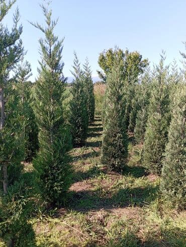 пластмассовый бак для воды купить: Her növ ağaclar ve dekarativ ağaclar çox ucuz ve qarantili gubresiz — 2