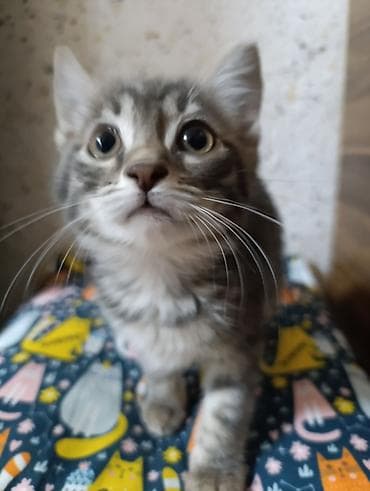 В добрые руки . две девочки и два мальчика — 5