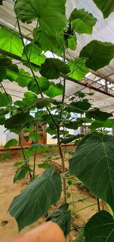 uzum tingləri: Paulownia (adem agaci) hal hazirda var 2 illik ağaclardı uzunlugu 3 — 6