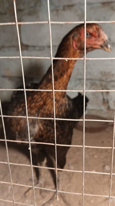 cins ineklerin satisi: Курица, Для разведения, Самовывоз — 6