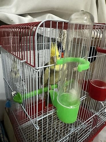 heyvalar: Cütü 80m.Çexlə barter mümkündür başqa quşlarlada olar baxır neçə — 3