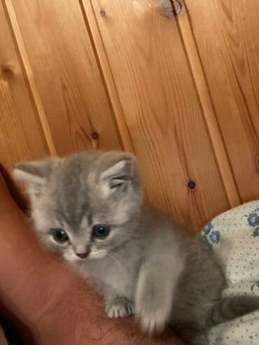 pişik dırnaq: Boz rəngli balaca pişik balası - Zərif gümüşü-boz tüklü, yumşaq və — 2