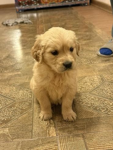 qara afcarka balası: Retriever, Dişi — 2