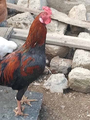 hind quwu: Döyüşkən xoruz 50 azn vəya 4fərə ilə barter ciddi alıcıyla razılaşmaq — 4