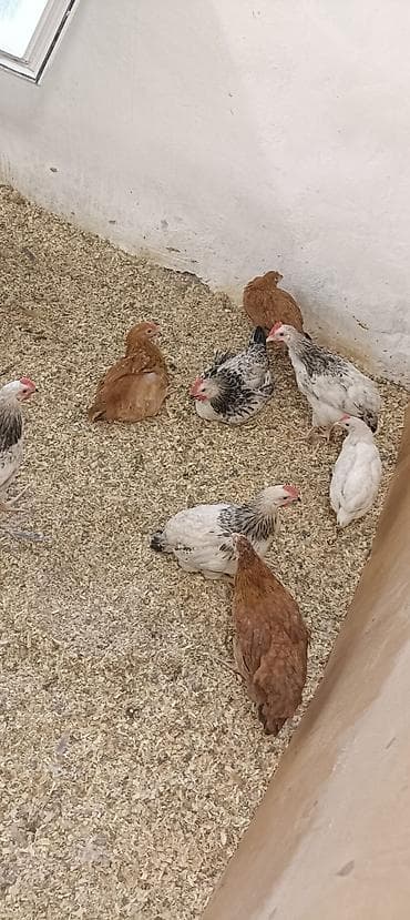 Məhsul: Yerli toyuqlar (yumurta və ət istiqamətli gənc quşlar)