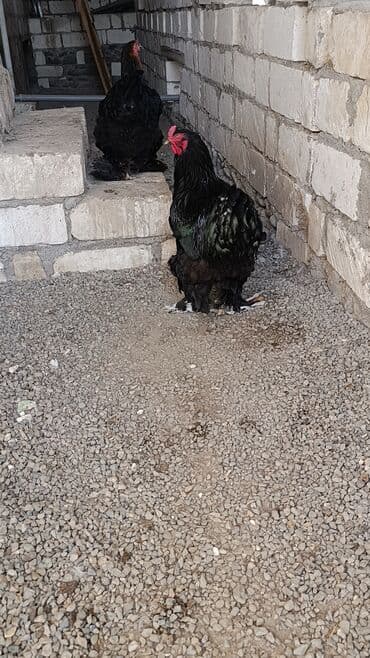 it yem: Toyuq, Brama, Damazlıq, Ödənişli çatdırılma — 6