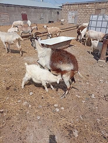ucuz itler: SAF KAN MACARFIRANSIZ SANEN KEÇİLERİ ÇEPİÇLERİ SATILIR YANI BALALIDA — 7