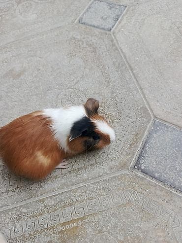 it yuvalarinin satisi: Trikolor (ağ-qara-qəhvəyi) rəng palitrasında, qısa tüklü balaca dəniz — 2