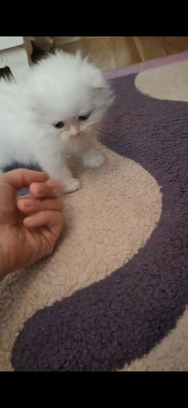 чобан ити: Шиншилла, Самец, Самка — 6