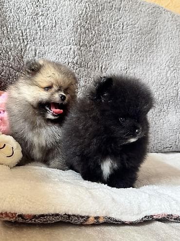 pomeranian shpic: Şpitz, 1 ay, Erkek, Peyvəndli, Ödənişli çatdırılma — 4