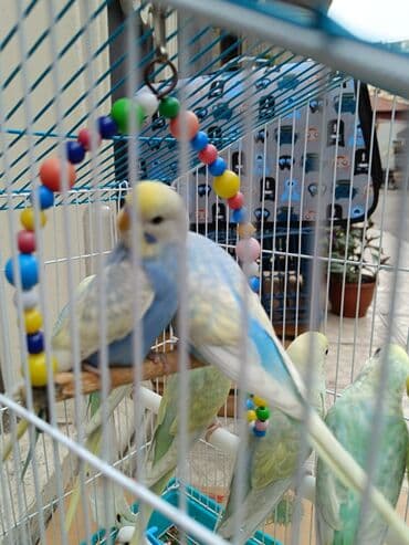 Bülbüllər: Papuqaylar 13₼
Qəfəslər 12₼ — 4