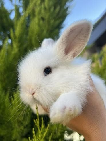 canaqlı heyvanlar: 🐰 1 aylıq Safqan Holland Lop balası satılır ✅ 1 aylıqdır ✅ Safqan — 2
