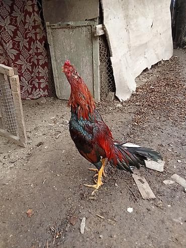 Digər heyvanlar: Döyş vidosu var 2 qələə Təsvir: - Uzunboyun, çevik bədən quruluşlu — 6