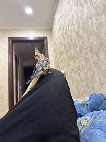 ara tutuquşu: Növlə: Nimfa tutuquşu (Cockatiel) Cins: Erkək Yaş: 4 aylıq — 4