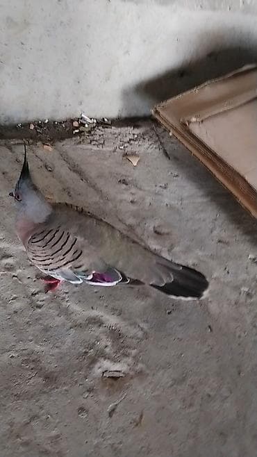 papuqay type 1: Satılır: kekili Avustralya göyərçin (qumrusu) crested pigeon — 8