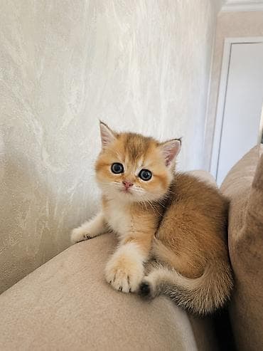 pishik: Qızıl şinşilla, Pulsuz çatdırılma — 2