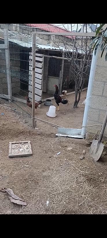 Digər heyvanlar: Toyuq, Damazlıq — 1