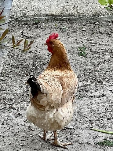 kend toyuqlari: Toyuq, Yumurtalıq — 5