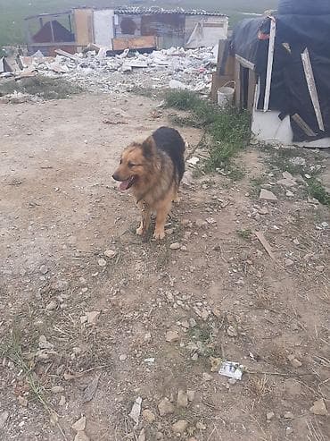 8 ay, Erkek, Peyvəndli, Pulsuz çatdırılma