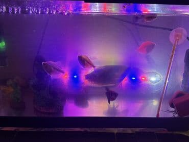 panda baligi: LED işıqlı akvarium seti - Şəffaf plastik gövdəli, qapaqlı akvarium - — 10