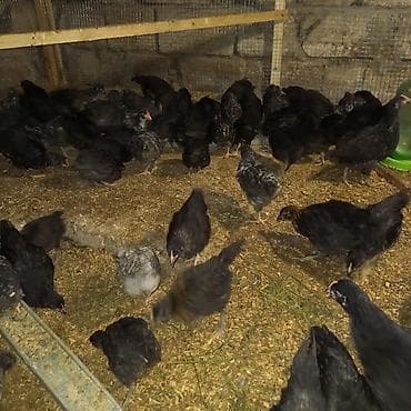 35 günlük xarkov avstrolop cücələri satılır. Bütün vaksinləri olunub