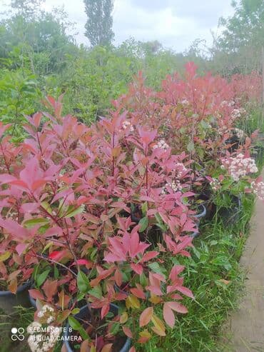 саженцы малины тарус: Qazon landşaft #qazon #torf #torf250litrlik Ekolayf #ekolayf balaken — 9