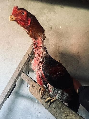 ev pisiyi satisi: Heyratı xoruz. Qırmızı başlıqlı və boyunlu, qara və qəhvəyi — 5