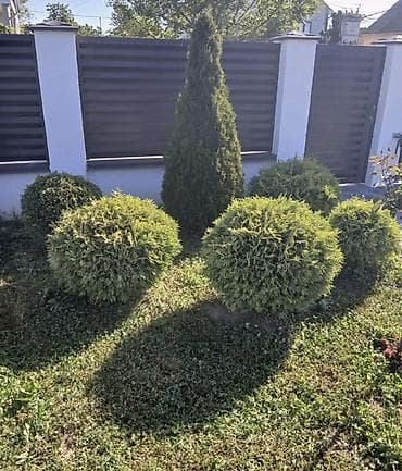 gulleri: Aylıq bagban axtaranlar elaqe saxlasın Thuja dekorativ ağacları – — 1