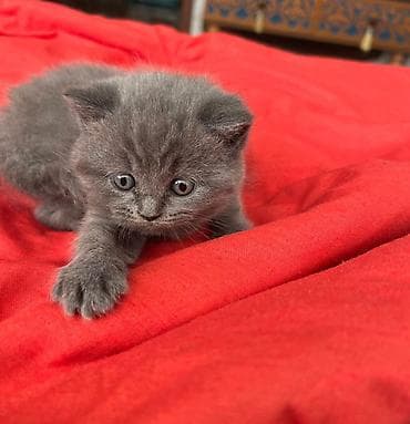 tuklu pişik: Britan — 1