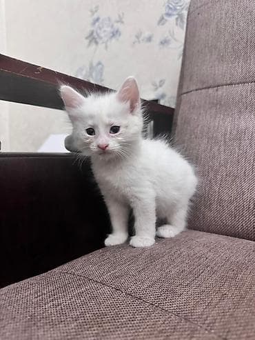 Yaxşı əllərə