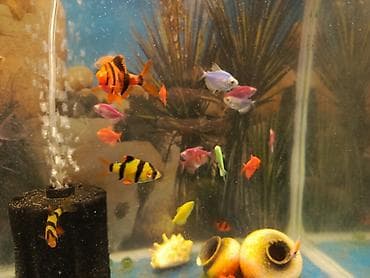 Gəmiricilər: Sülhsevər — 3