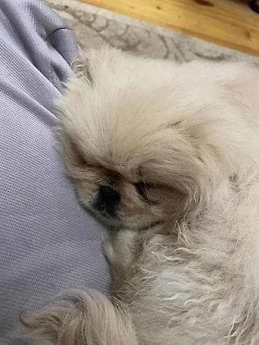 pitbull iti satilir: Pekines — 1