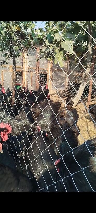 cuce dami: Alman cinsi australorp cücə və yumurta sifarişi qəbul olunur. bütün — 11