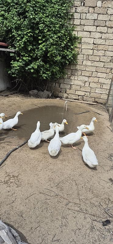 Musk ördəkləri (indo ducks) – müxtəlif rənglərdə - Növlər: musk/indo — 8