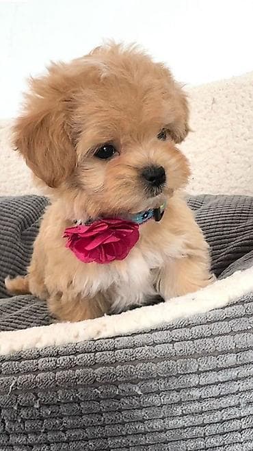 volkodav itleri: Malta bolonka, 2 ay, Ünvandan götürmə, Ödənişli çatdırılma, Rayonlara çatdırılma — 1