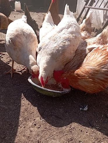 toyuq ayağı: Toyuq, Ətlik — 3