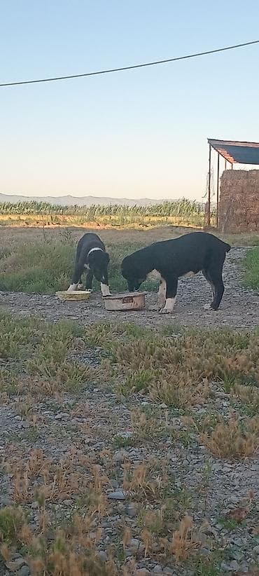 ev pişik adları: 2 ay — 2