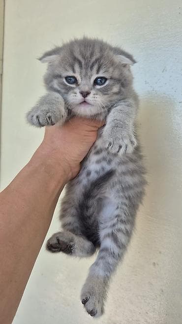 van pişik: Şotland — 1