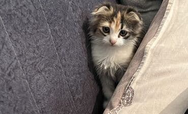 dişi pişiklər: Şotland, Dişi, Yaxşı əllərə, Ünvandan götürmə — 2