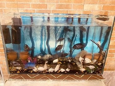 akvarium baliq bazari: Salam . Akvarium Və balıqlar bir yerdə satılır.100 manat. Çixlet — 10