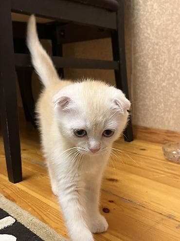 sinsilla pisik: Şotland yastı qulaq, Erkək — 3