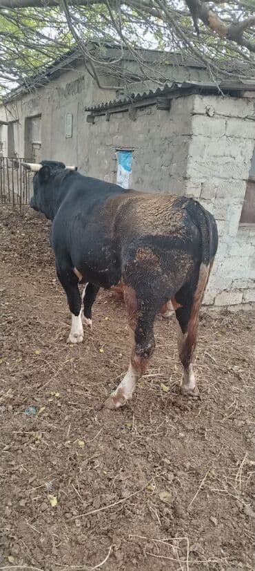 ərkəy dana: Məhsul: Qara rəngli buğa Təsvir: - Güclü, əzələli quruluş, enli döş — 1