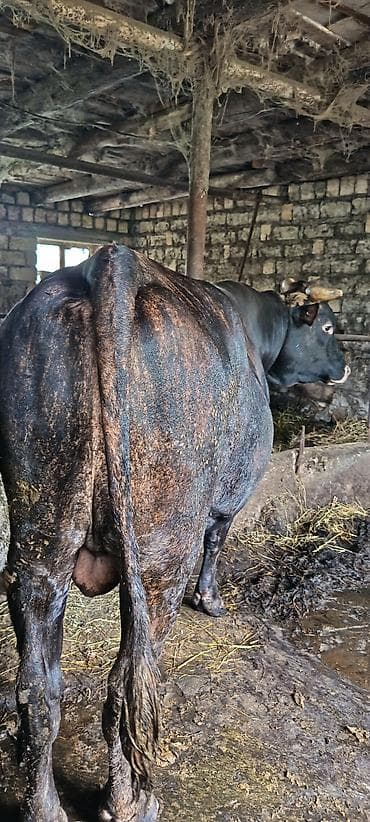 ən gozəl pişik adları: Satılır: Yerli təsərrüfatdan qara-qonur rəngli buğa Xüsusiyyətlər: - — 1